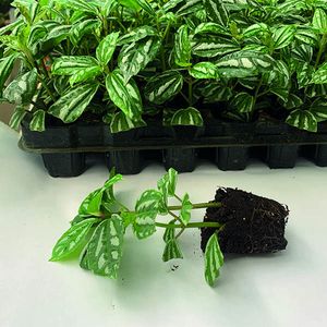 Как сделать красивое комнатное растение из черенков?