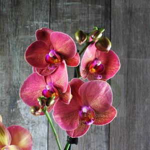 Фаленопсис: уход за орхидеей Phalaenopsis